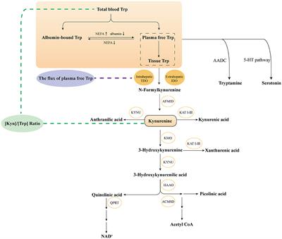 Emerging Roles on Immunological Effect of Indoleamine 2,3-Dioxygenase in Liver Injuries